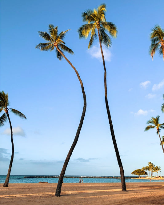 Leaning Toward Paradise