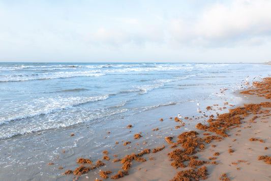 Shoreline Symphony