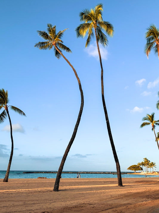 Leaning Toward Paradise