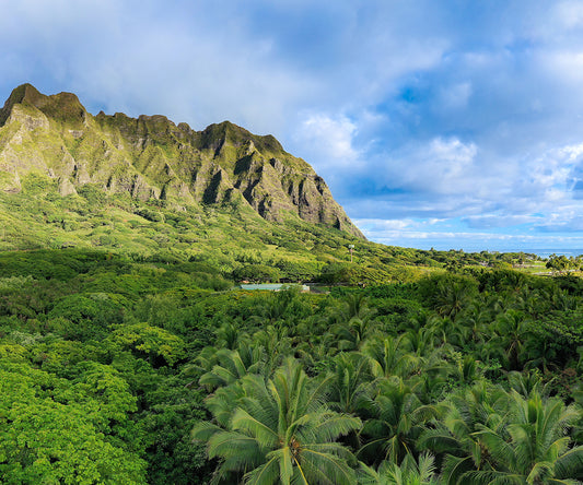 Koolau Canopy Watch